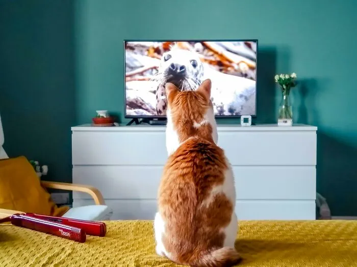 40 Tales Of Cats Being Absolute Hooligans, As Shared By Netizens