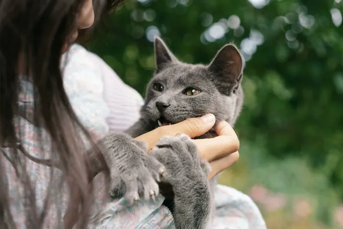 40 Tales Of Cats Being Absolute Hooligans, As Shared By Netizens
