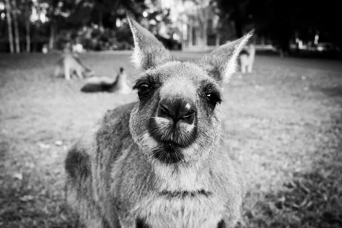 Kangaroos Are A National Symbol Of Australia