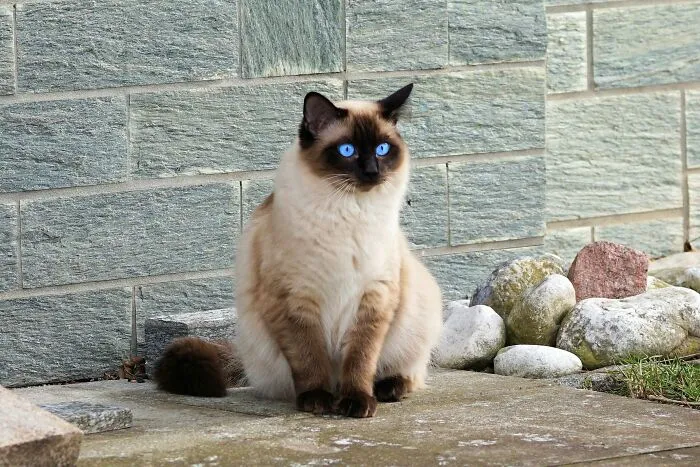 40 Tales Of Cats Being Absolute Hooligans, As Shared By Netizens