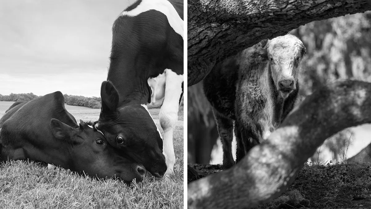 I Captured The Hidden Lives Of Rescued Cows, And Their Stories Are Truly Moving