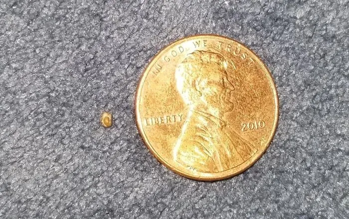 Close-up of a small tick next to a 2010 penny on carpet, illustrating medical posts about fascinating and unsettling topics.