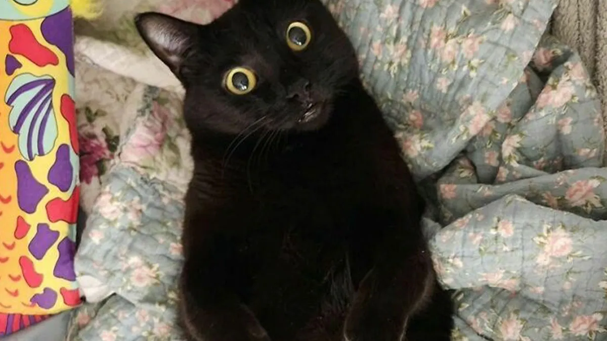 50 Cat Parents Share Some Of The Most Hilarious Pics Of Their Kitties' Bellies