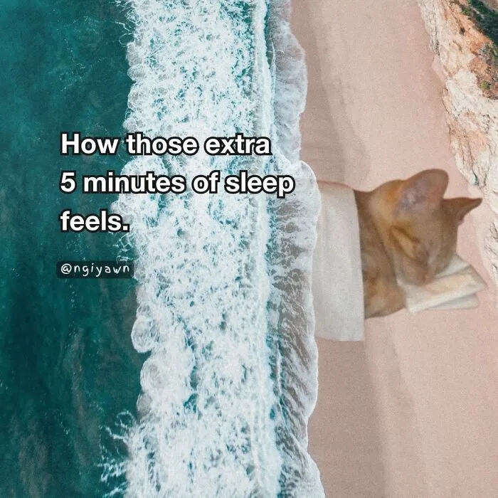 25 Hilariously Relatable Cat Memes That Are Probably Way Better Than Therapy