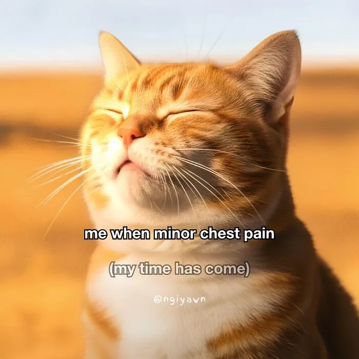 25 Hilariously Relatable Cat Memes That Are Probably Way Better Than Therapy