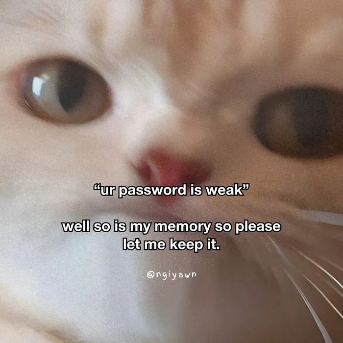 25 Hilariously Relatable Cat Memes That Are Probably Way Better Than Therapy