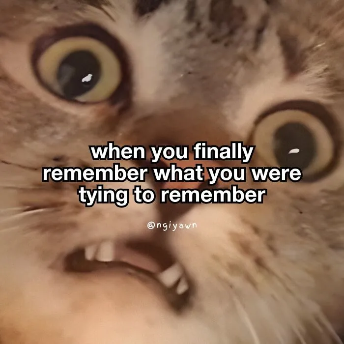 25 Hilariously Relatable Cat Memes That Are Probably Way Better Than Therapy
