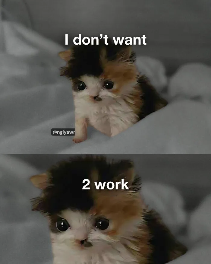 25 Hilariously Relatable Cat Memes That Are Probably Way Better Than Therapy