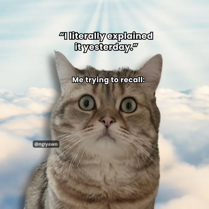 25 Hilariously Relatable Cat Memes That Are Probably Way Better Than Therapy