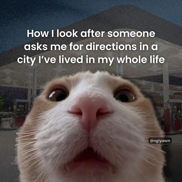 25 Hilariously Relatable Cat Memes That Are Probably Way Better Than Therapy
