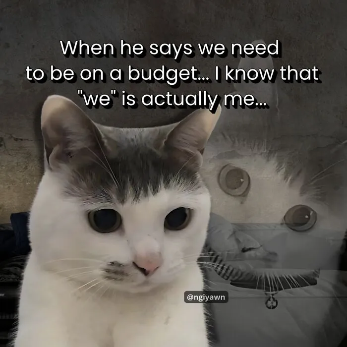 25 Hilariously Relatable Cat Memes That Are Probably Way Better Than Therapy