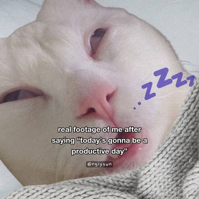 25 Hilariously Relatable Cat Memes That Are Probably Way Better Than Therapy