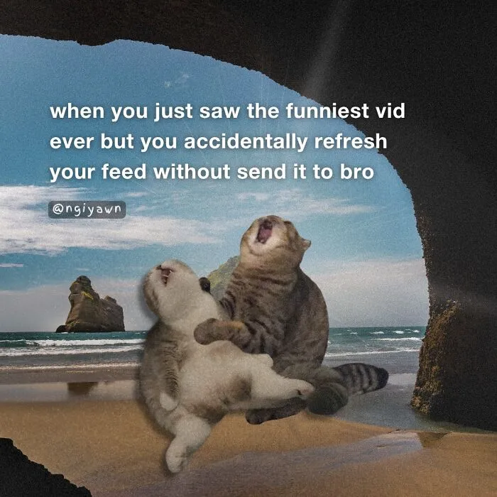 25 Hilariously Relatable Cat Memes That Are Probably Way Better Than Therapy