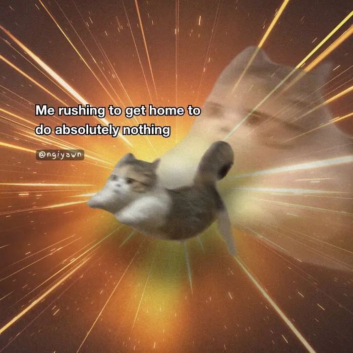 25 Hilariously Relatable Cat Memes That Are Probably Way Better Than Therapy