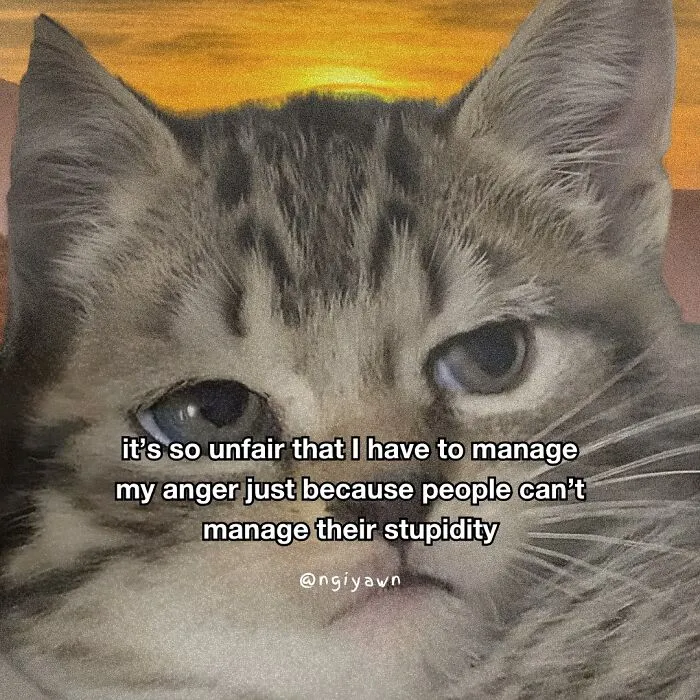25 Hilariously Relatable Cat Memes That Are Probably Way Better Than Therapy