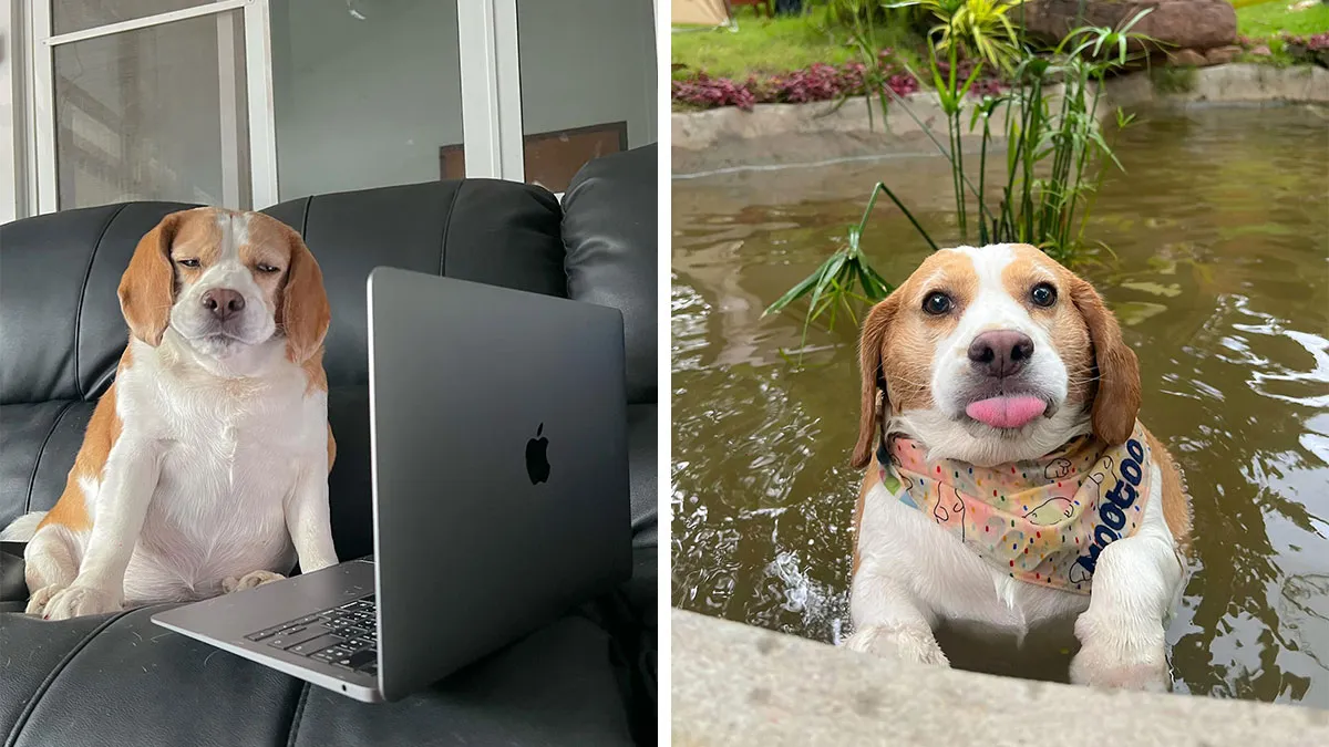 This Beagle Has Hilariously Human Expressions, And Here Are 50 Of The Best Ones