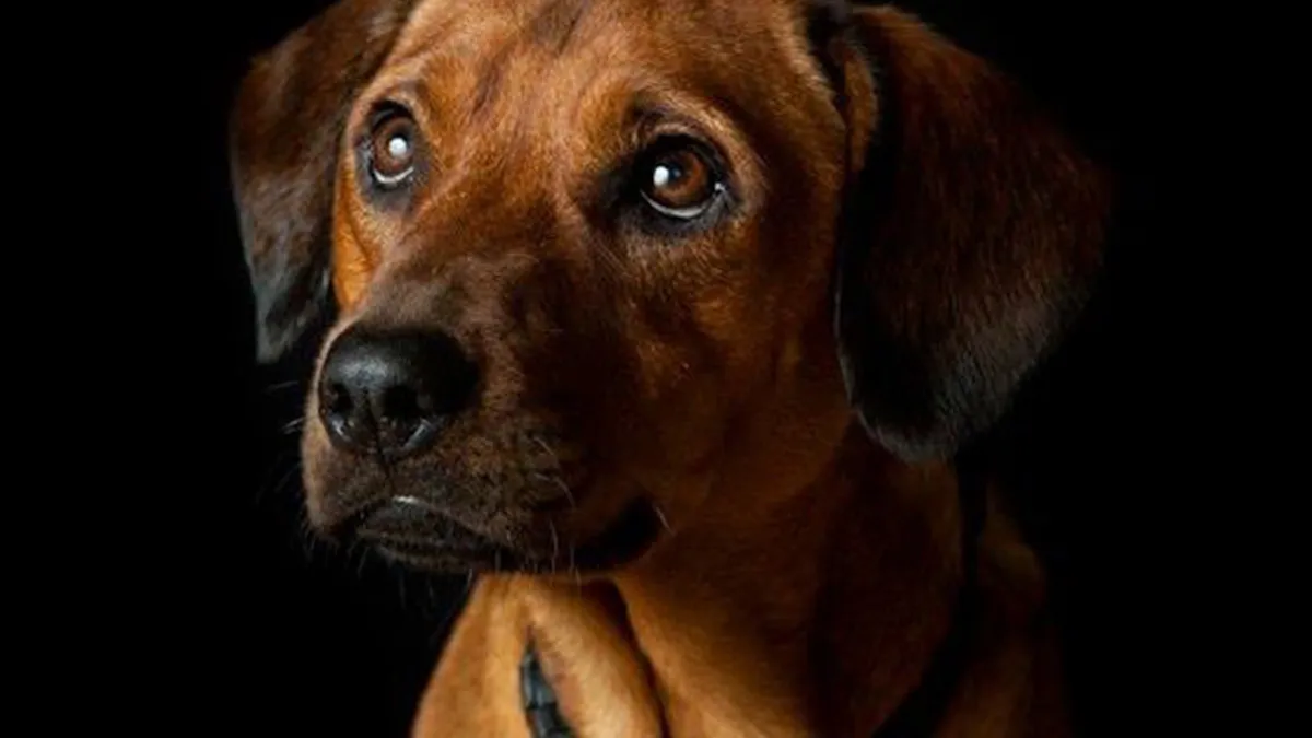 50 Stories About The Most Intelligent Pets People Have Ever Had