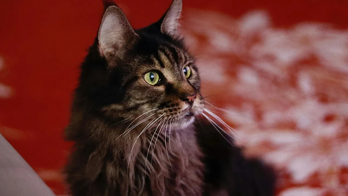 “Blow On Their Nose”: People Have Firsthand Experience That These 45 Cat Hacks Work
