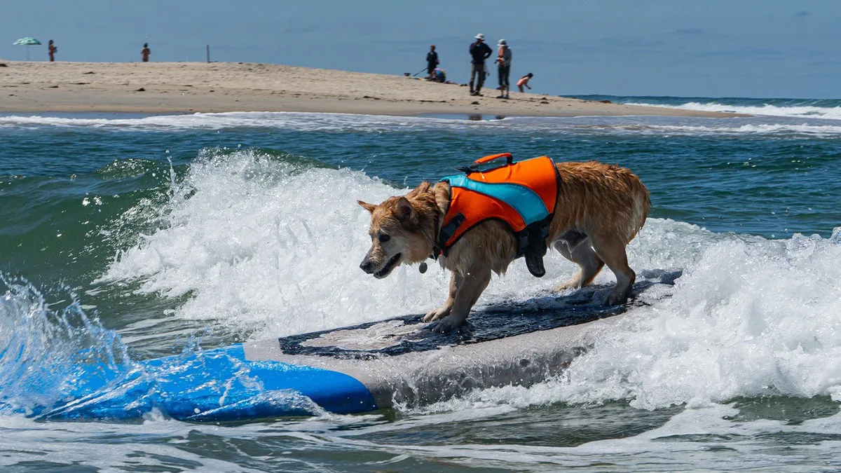 23 Surfing Dogs Riding Waves For Charity And Good Vibes