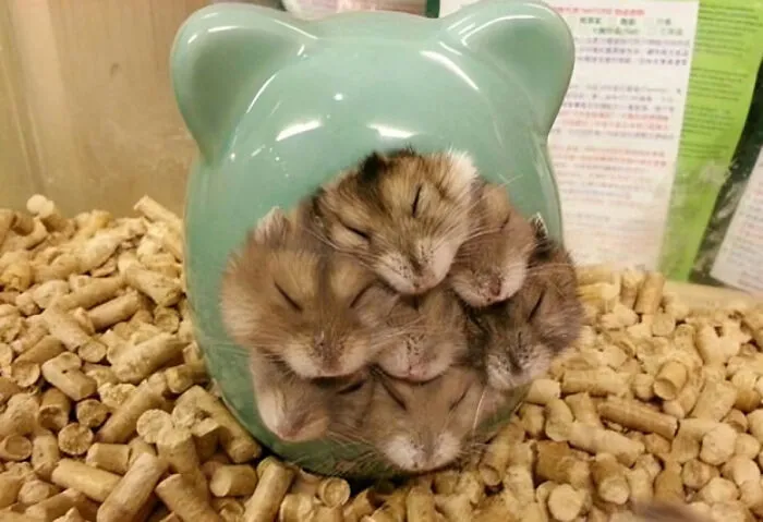Sleeping Hamsters