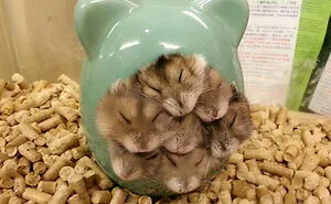 50 Moments When Animals Decided It Was Nap Time, No Matter The Place