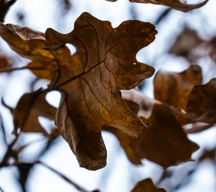 “Could Not Wear Camouflage Clothing”: 44 Of The Most Outrageous HOA Rules People Have Endured