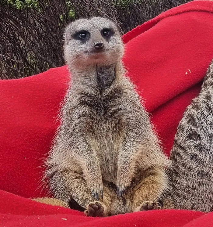 Meerkat