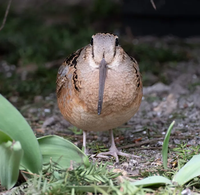 The American Woodcock