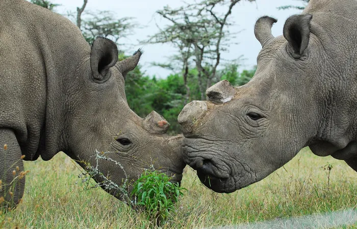 White Rhino