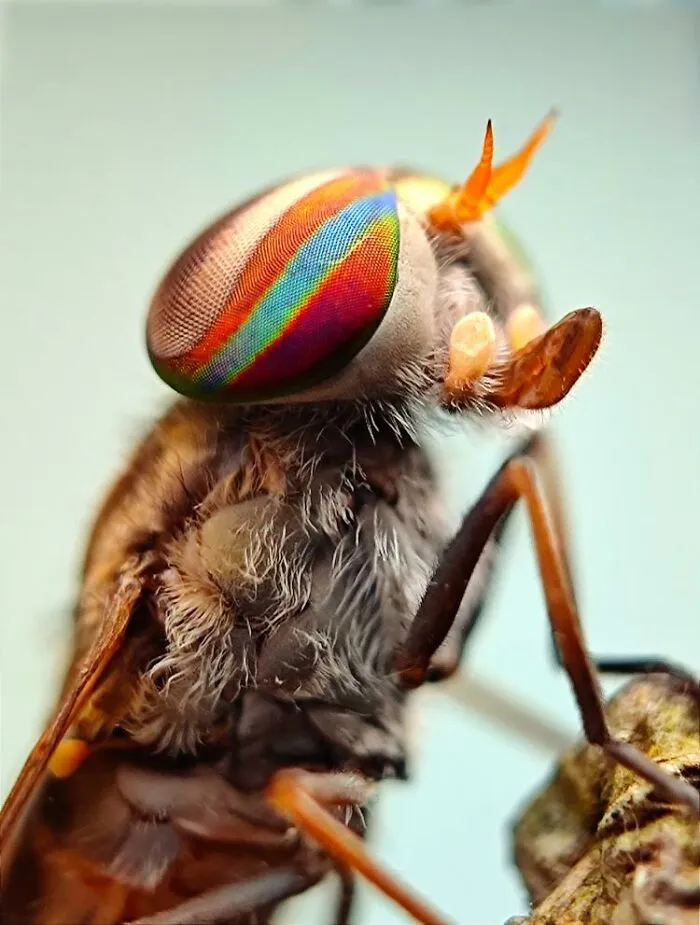50 Stunning Macro Photos By Aditya Bhat Reveal The Extraordinary World Of Tiny Creatures