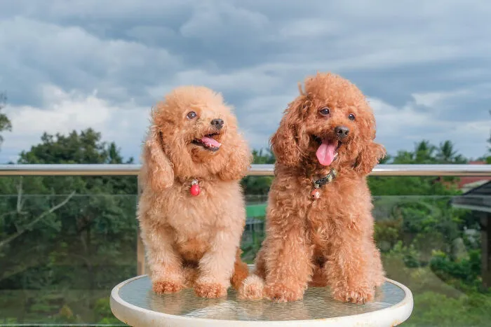 29 Borderline Crazy Things People Were Down To Do For Their Dogs