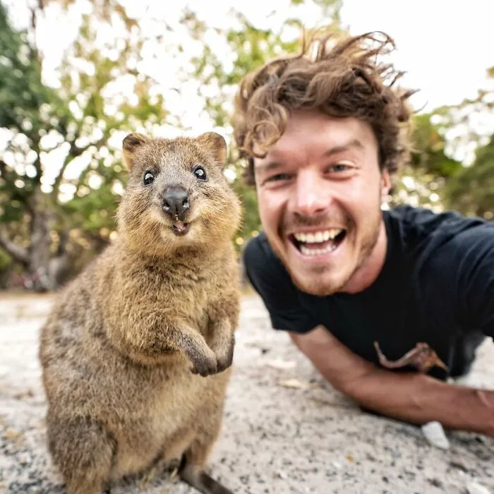 Smiling Quokka