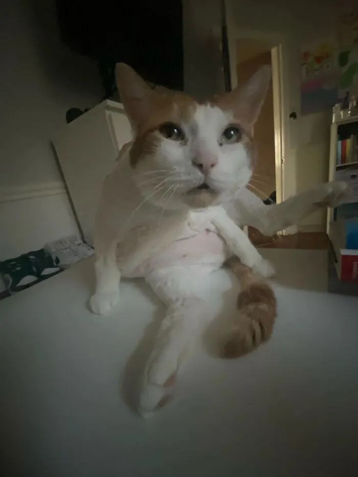 50 People Share Awkward Photos Of Their Pets, And The Results Are Pure Comedy Gold