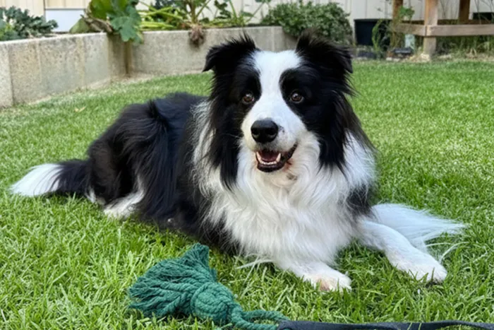 Border Collie