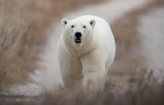 Polar Bear