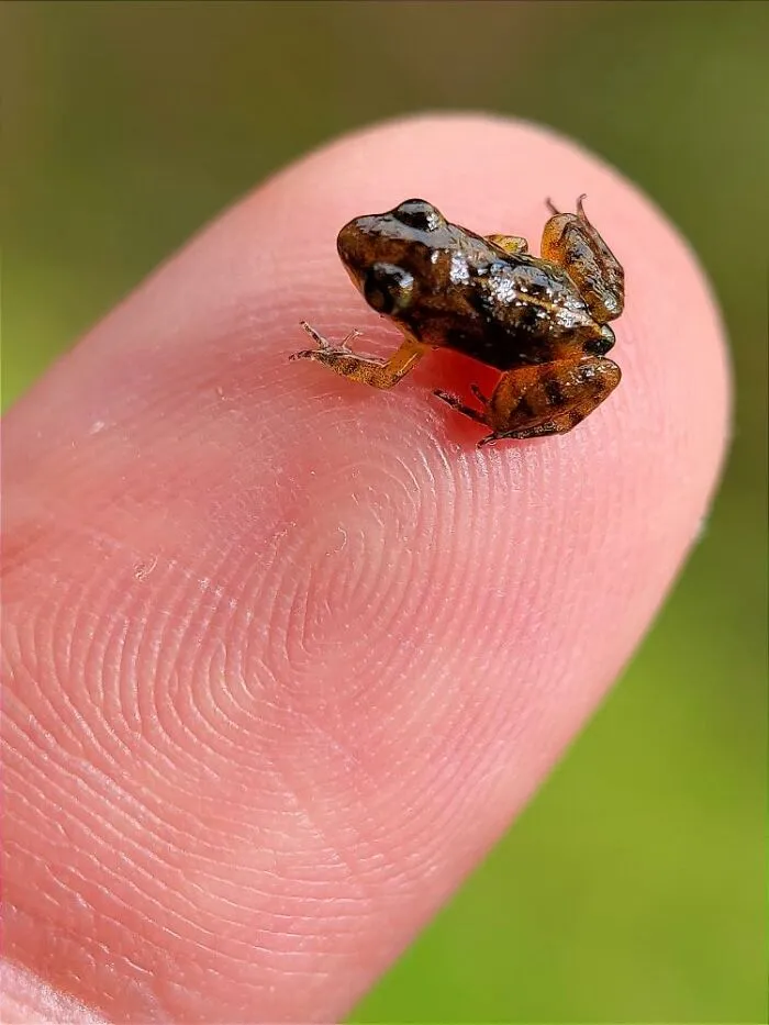 50 Stunning Macro Photos By Aditya Bhat Reveal The Extraordinary World Of Tiny Creatures