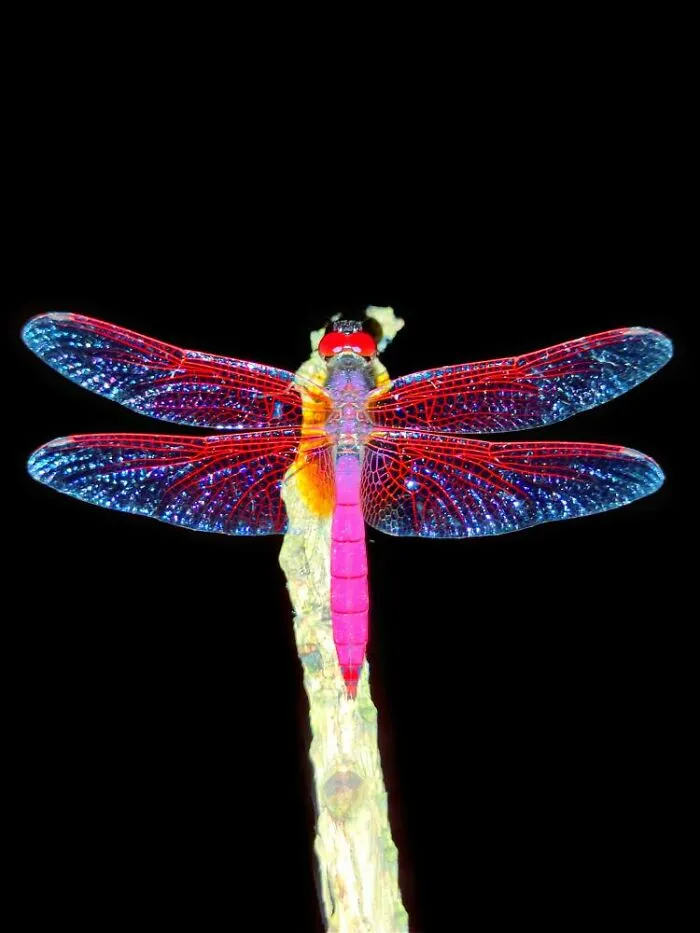 50 Stunning Macro Photos By Aditya Bhat Reveal The Extraordinary World Of Tiny Creatures