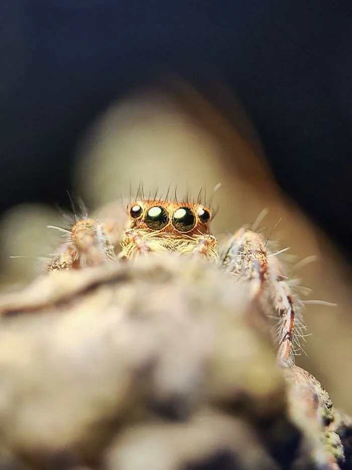 50 Stunning Macro Photos By Aditya Bhat Reveal The Extraordinary World Of Tiny Creatures