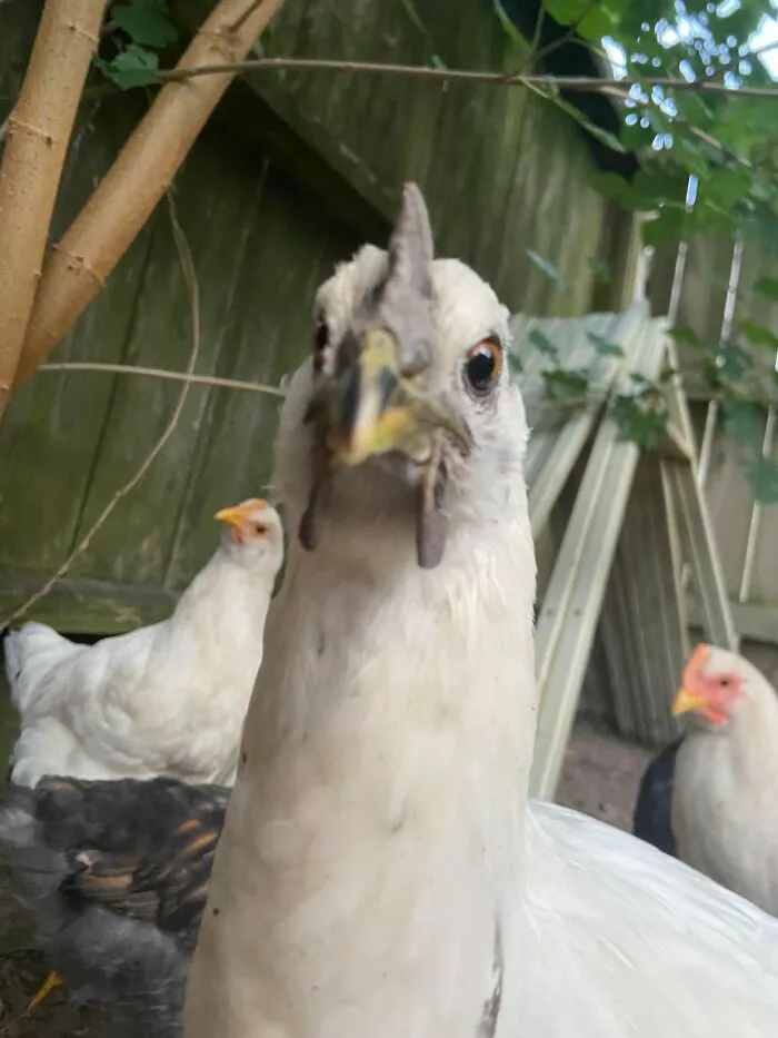 Close-up awkward photo of a curious white chicken among other chickens in an outdoor pet setting.