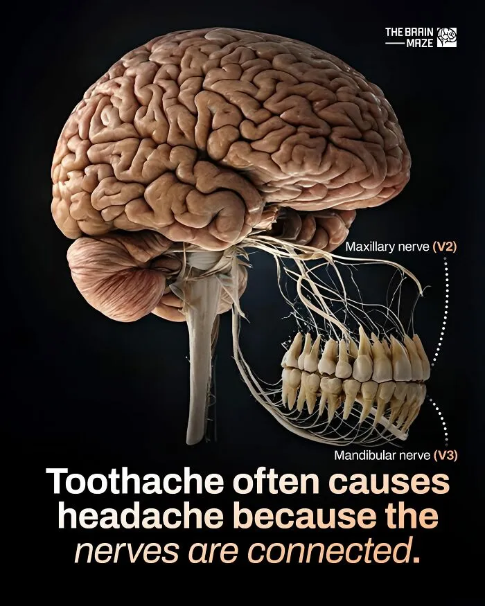 50 Interesting, Cool, And Disturbing Facts About The Mind And Body, As Shared By This FB Page