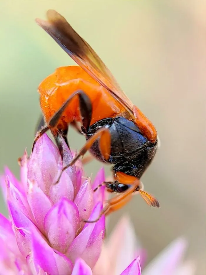 Close-up macro photo of a tiny orange and black insect perched on vibrant pink flower petals.