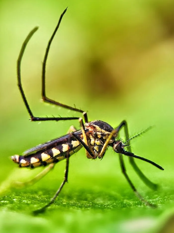 Macro photo of a tiny mosquito with detailed legs and body patterns on a green leaf revealing hidden tiny creatures.