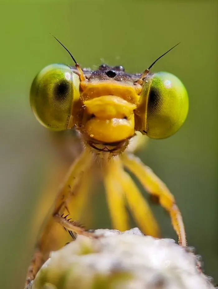 Close-up macro photo of a tiny yellow insect with large green eyes revealing a hidden world of tiny creatures.
