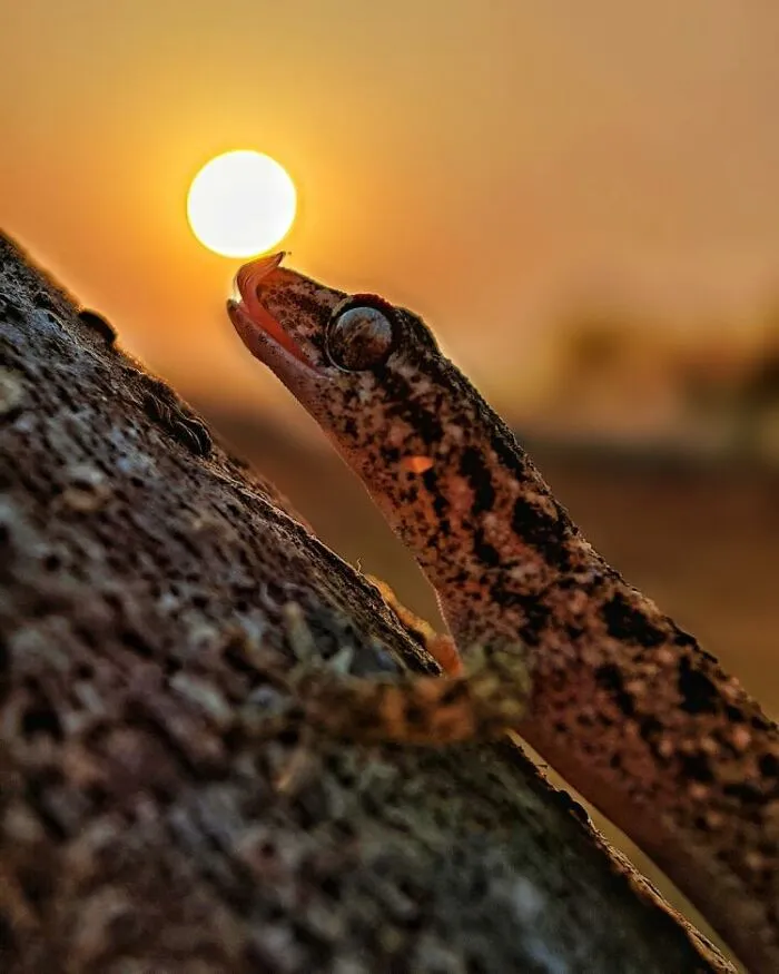 Macro photo of a tiny spotted gecko reaching towards the setting sun on a textured tree surface.