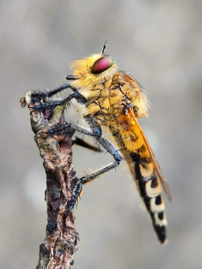 Macro photo of a tiny insect with detailed eyes and fuzzy body perched on a twig revealing a hidden world of tiny creatures.
