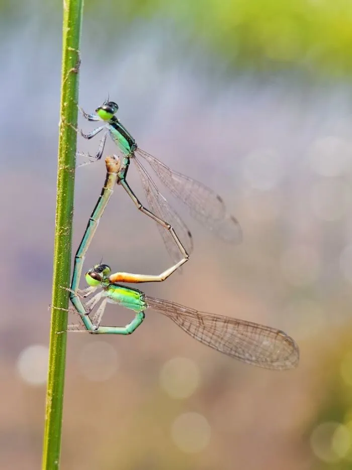 Macro photo of two tiny damselflies mating, revealing a hidden world of delicate and colorful creatures on a green stem.
