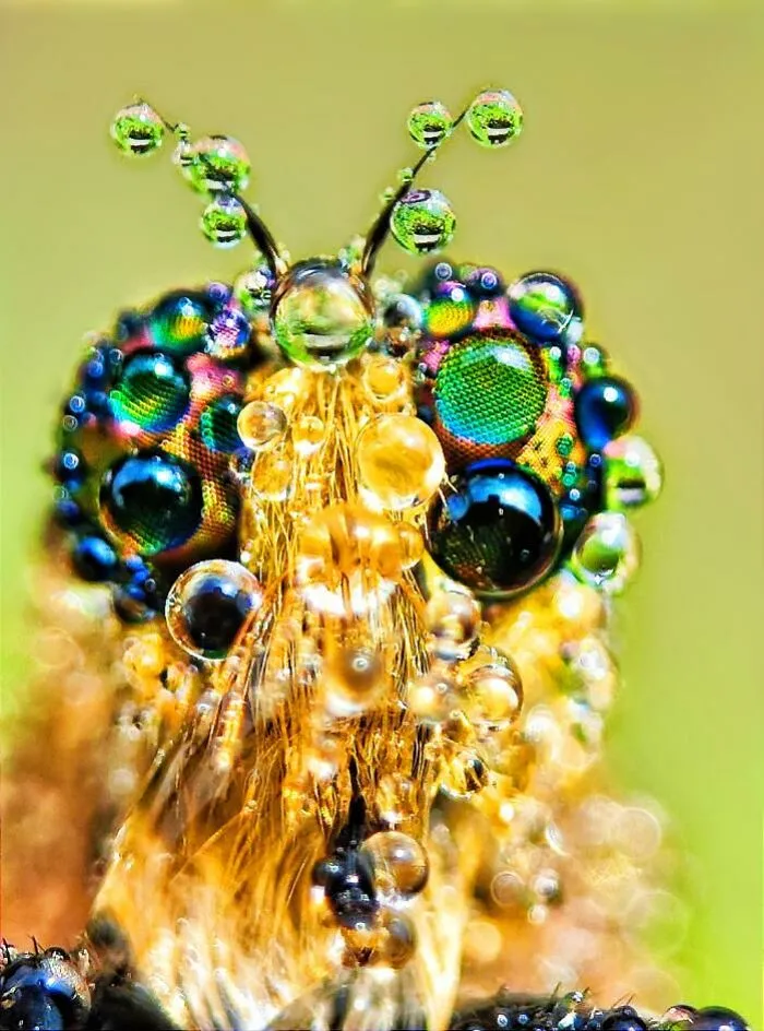 50 Stunning Macro Photos By Aditya Bhat Reveal The Extraordinary World Of Tiny Creatures