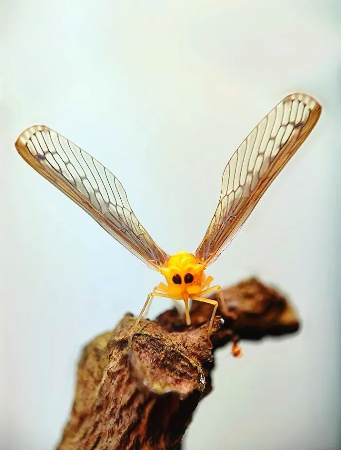 50 Stunning Macro Photos By Aditya Bhat Reveal The Extraordinary World Of Tiny Creatures