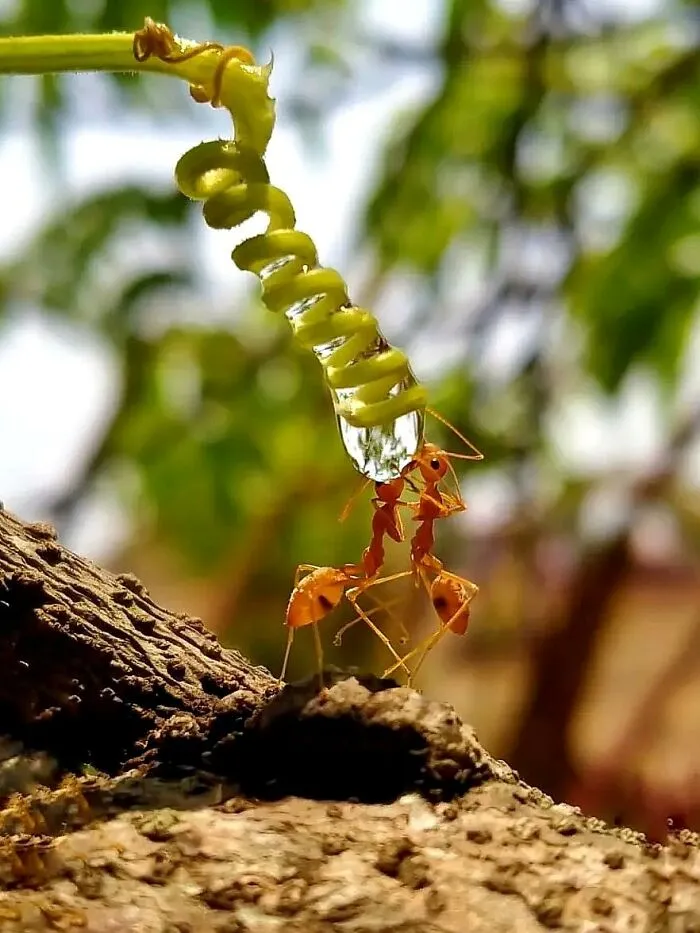 50 Stunning Macro Photos By Aditya Bhat Reveal The Extraordinary World Of Tiny Creatures