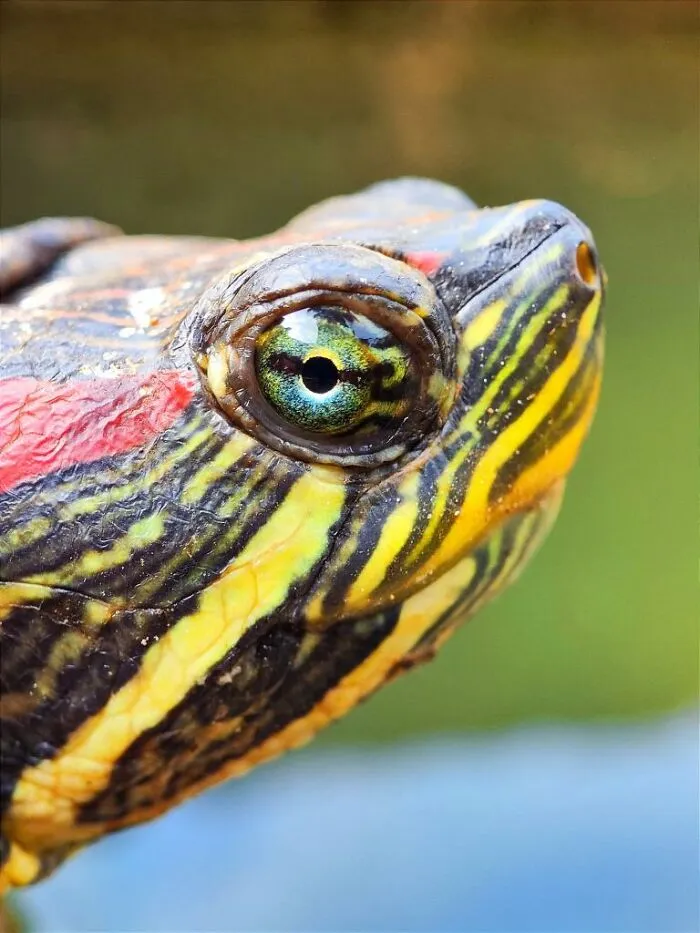 Close-up macro photo of a colorful turtle's eye and patterned skin revealing the hidden world of tiny creatures.